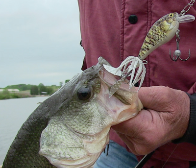Monster Big Fish Kit