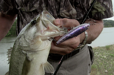 Monster Big Fish Kit
