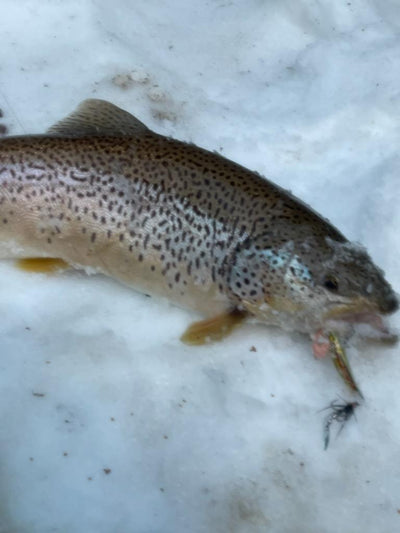 Reno Rocker 2" 6 Pack