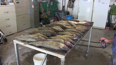 Reno Rocker 2" 6 Pack