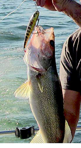 Reno Rocker 2" 6 Pack