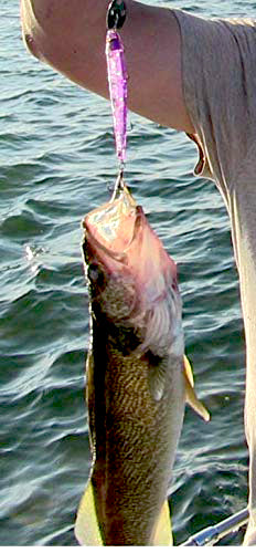 Reno Rocker 2" 6 Pack