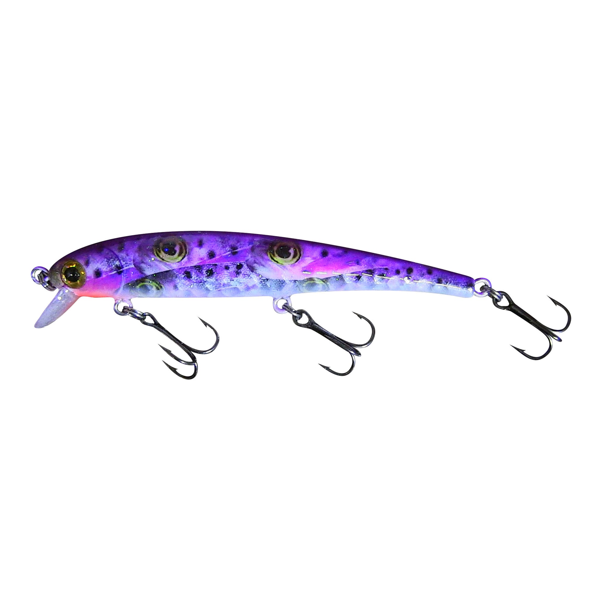 Purple White Belly Baby Brown Trout 5 Purple White Belly Baby Brown Trout 5